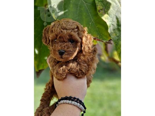 PoulaTo: Υπέροχα κουτάβια Poodle Toy